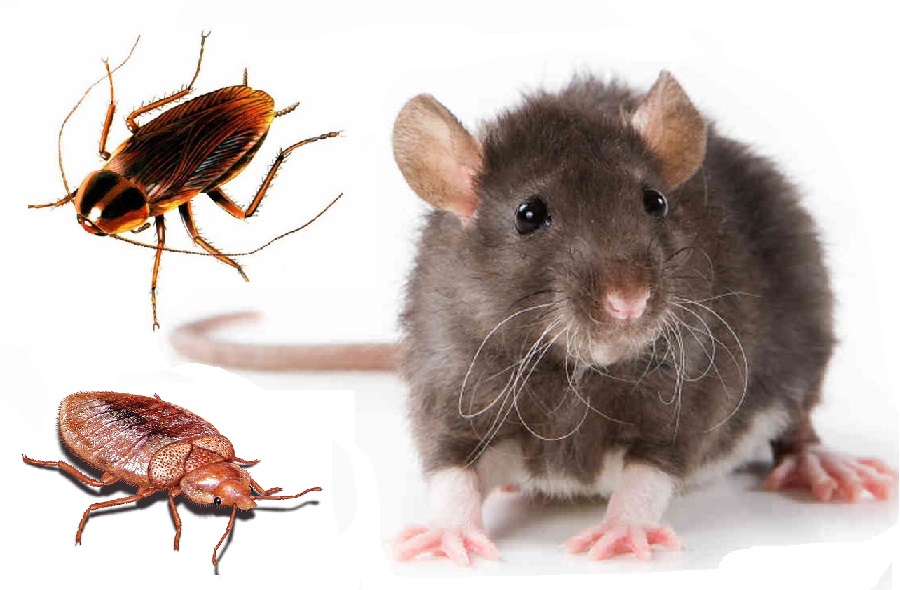 INSECTICIDES AND RODENTCIDES